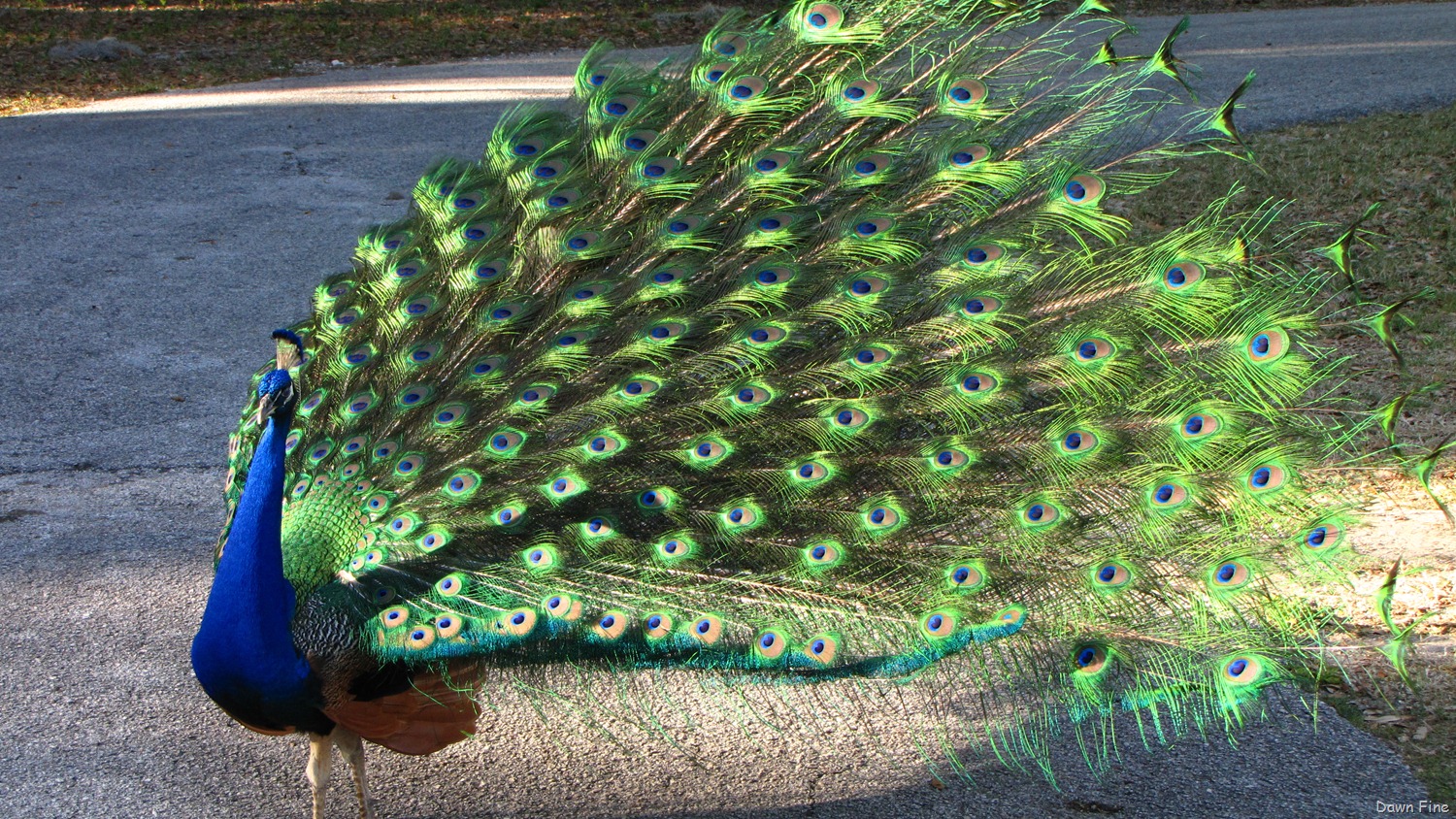 [Peacocks @Magnolia Park, Apopka Florida_119[3].jpg]