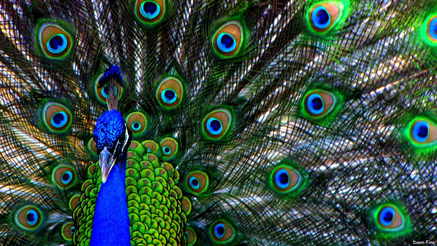 [Peacocks @Magnolia Park, Apopka Florida_107[15].jpg]