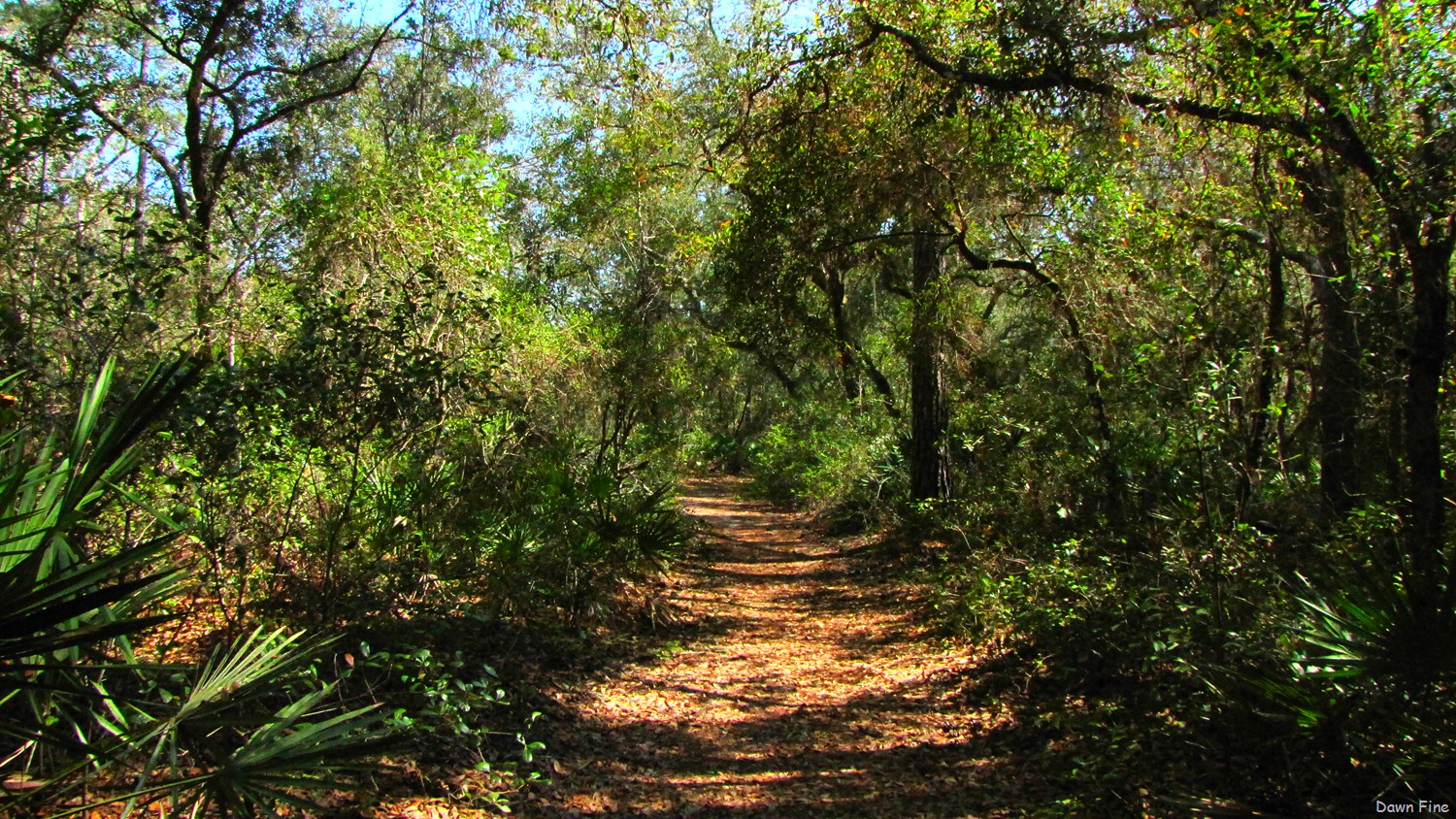 [Ocala NF_026[8].jpg]