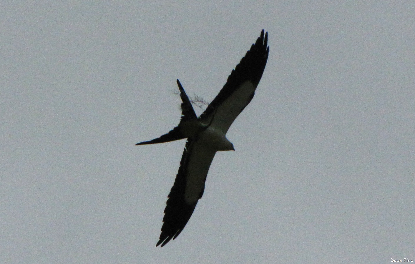[swallowtailed kite_028[10].jpg]