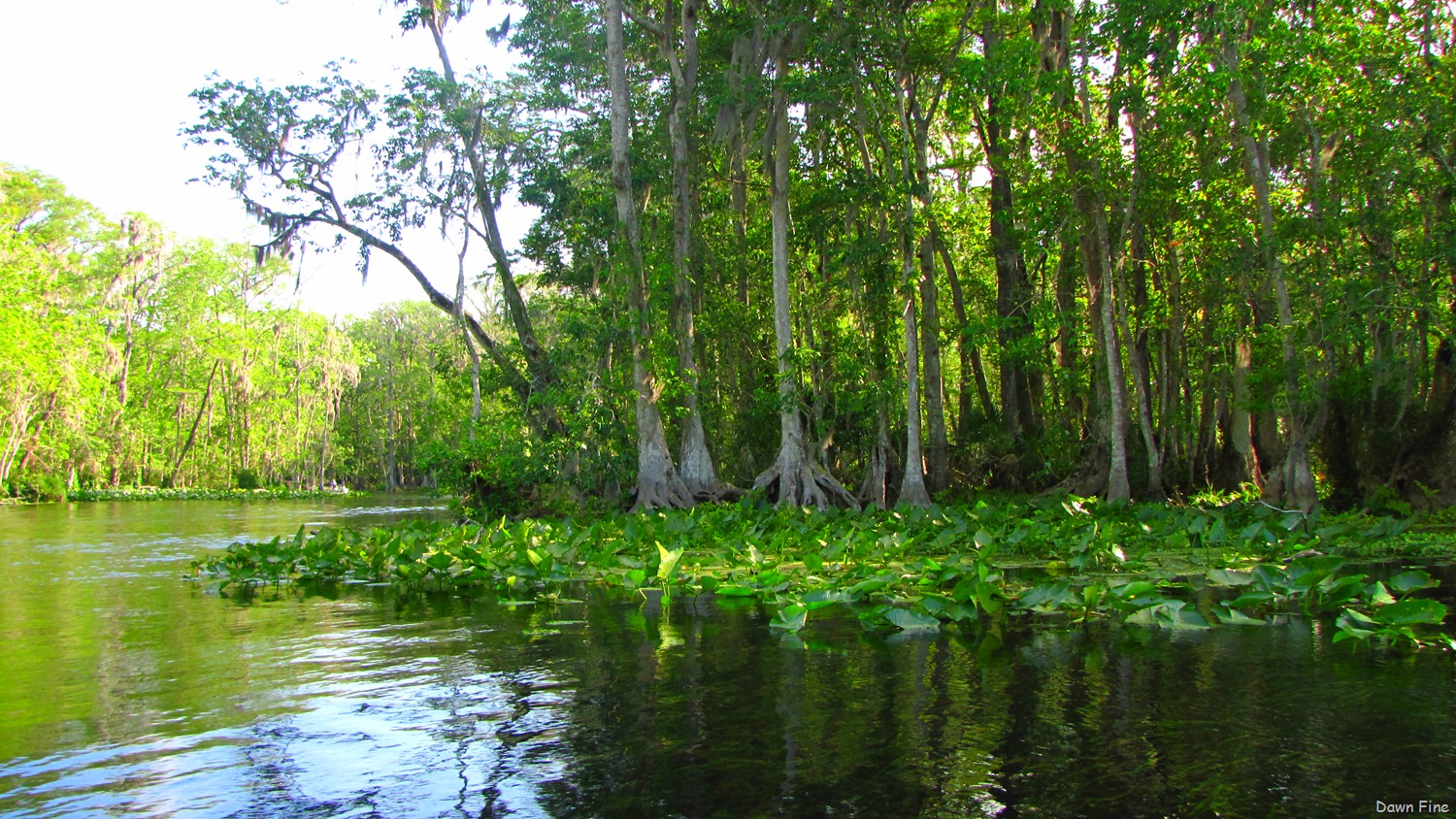 [Silver-Springs-State-Park_0144.jpg]