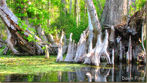Silver Springs State Park_059