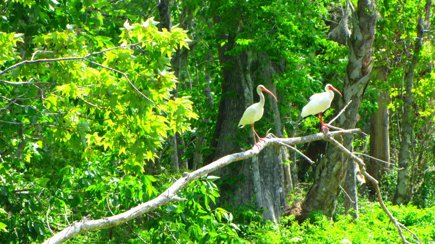 [Silver-Springs-State-Park_1414.jpg]