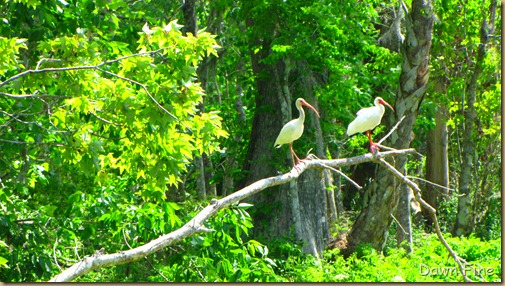 Silver River State park ~ Florida