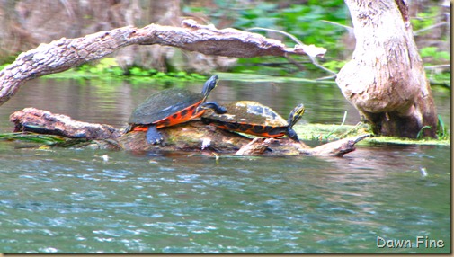 Silver Springs State Park_176