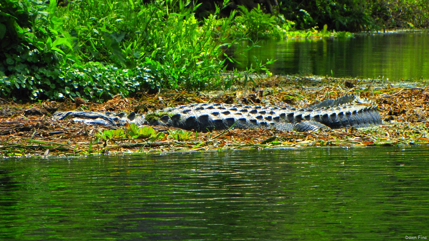 [Silver-Springs-State-Park_1844.jpg]