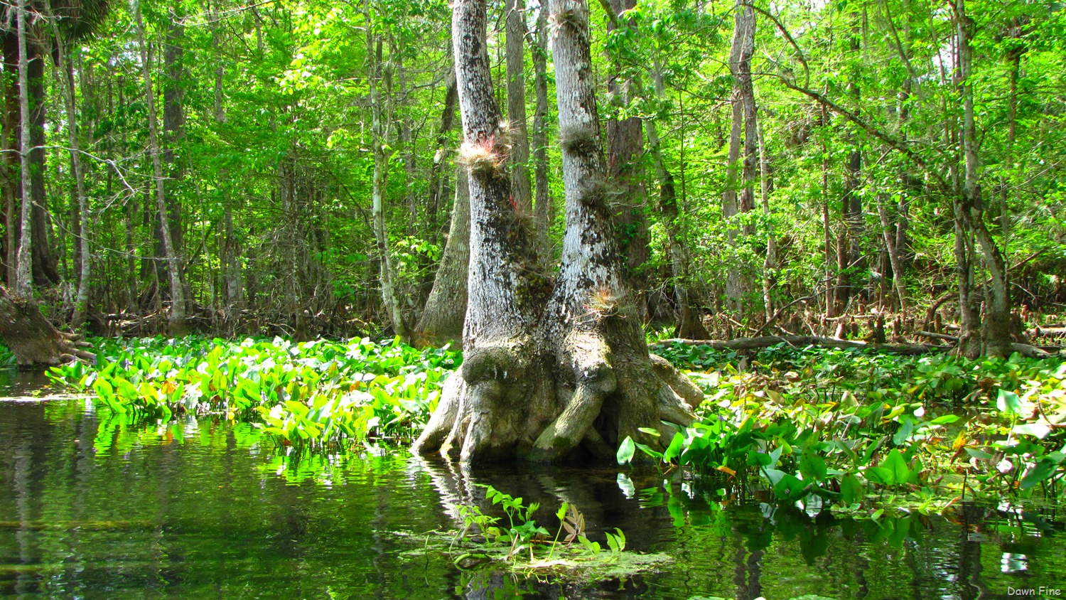 [Silver-Springs-State-Park_2264.jpg]