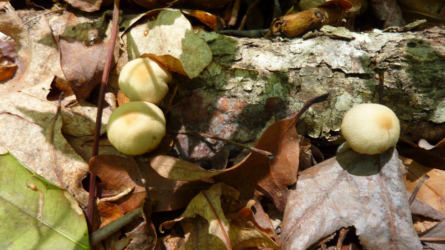 [Sickstas storm and more_011[4].jpg]