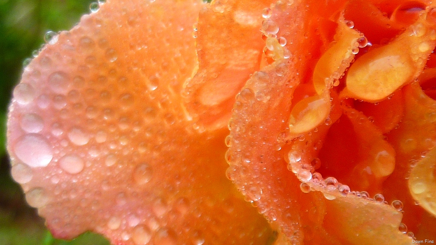 [Water-droplets-and-flowers_0136.jpg]