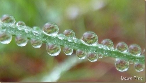 Water droplets and flowers_009