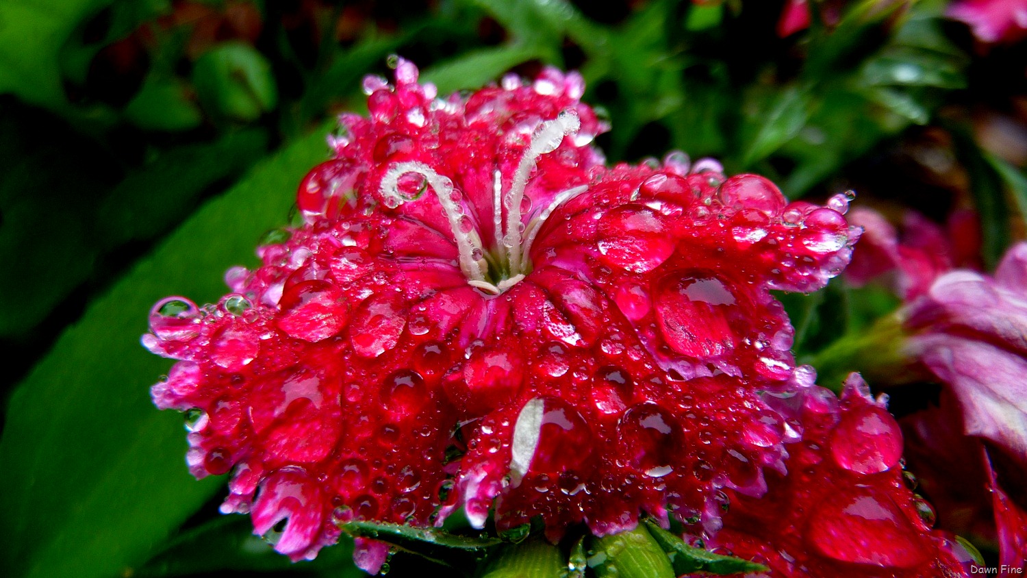 [Water droplets and flowers_043[4].jpg]