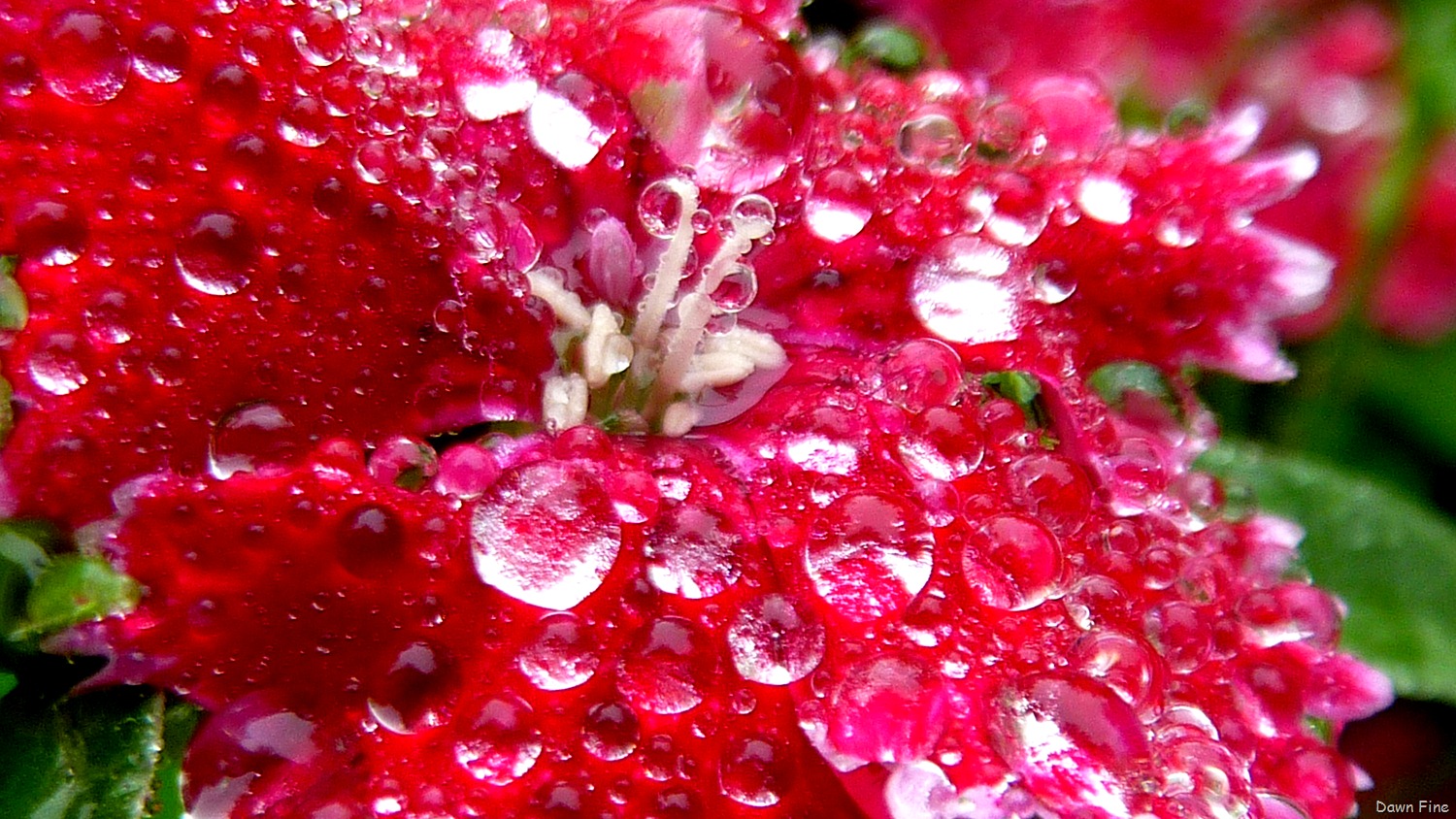 [Water droplets and flowers_053[9].jpg]