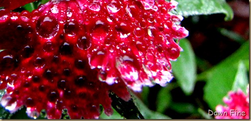 Water droplets and flowers_014 (1)