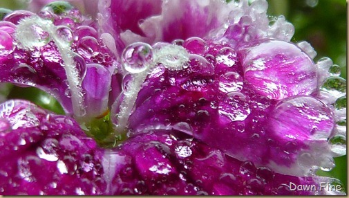 Water droplets and flowers_034