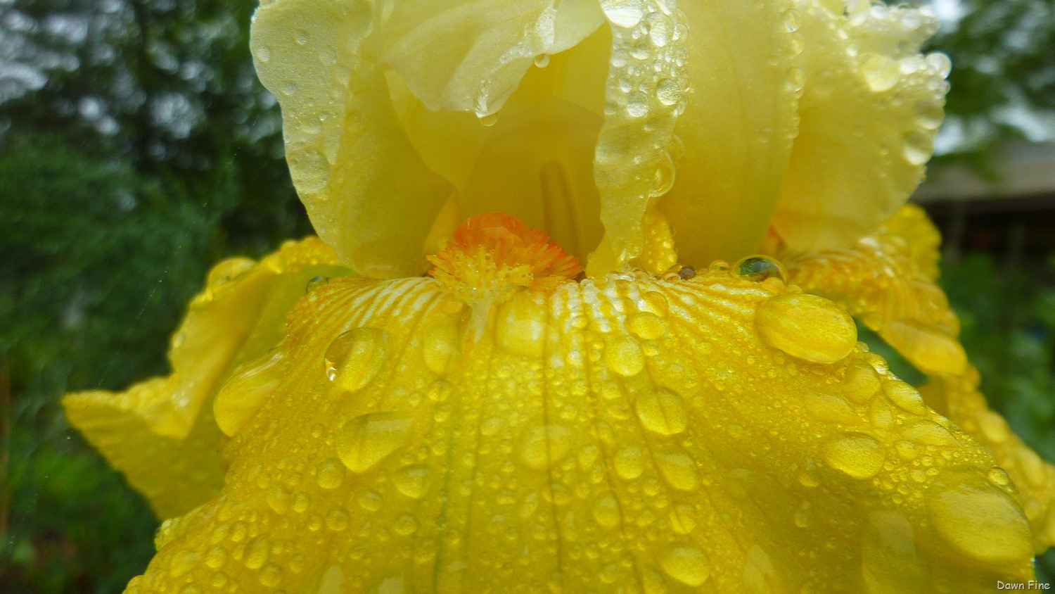 [Water-droplets-and-flowers_0863.jpg]