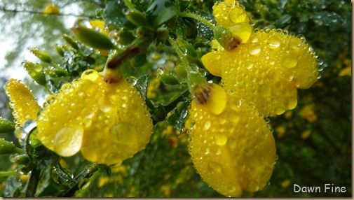 Water droplets and flowers_102