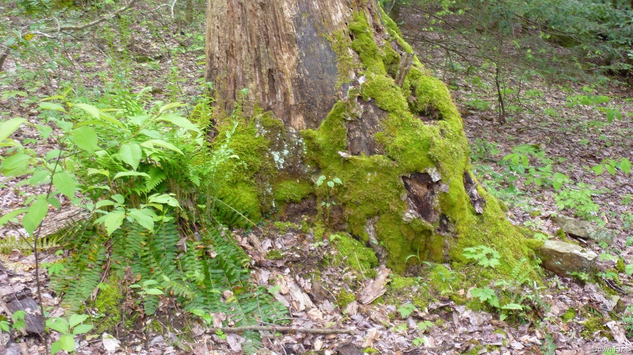 [new-river-day-1_0851[1].jpg]