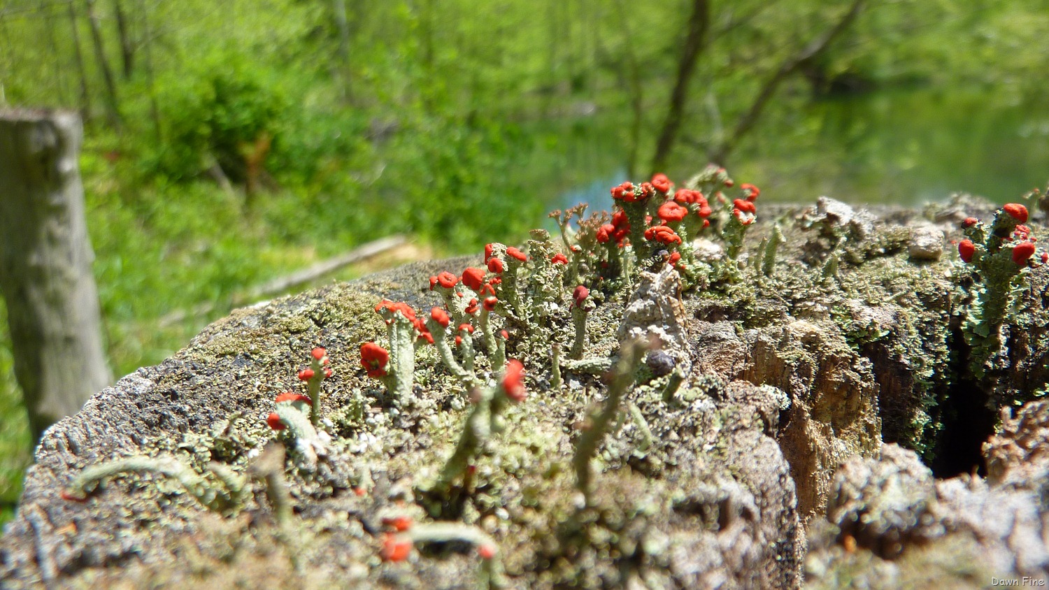 [New-River-Day-4_0073.jpg]