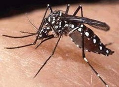 Aedes aegypti Aedes aegypti