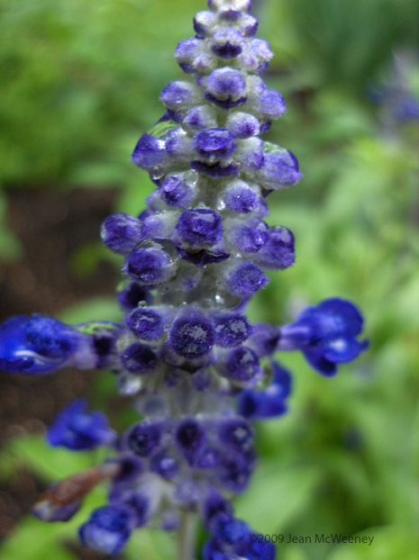 Blue Victoria Salvia