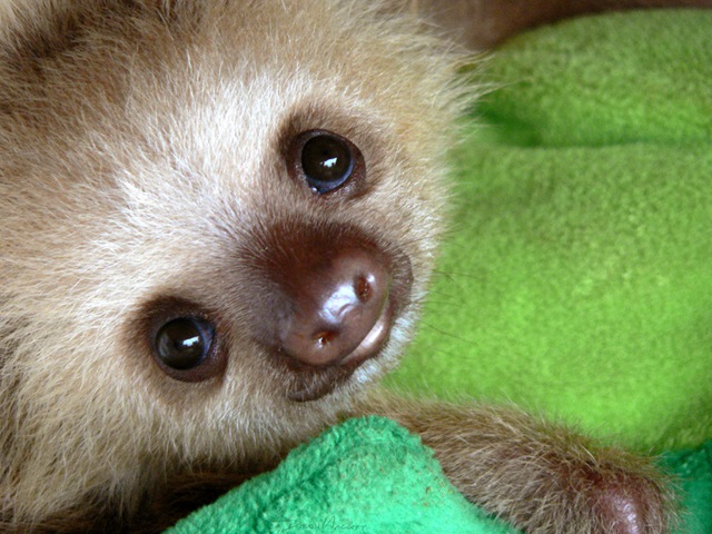 [Sloth_Baby[3].jpg]