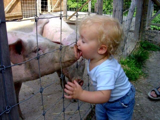 [swineflu[2].jpg]