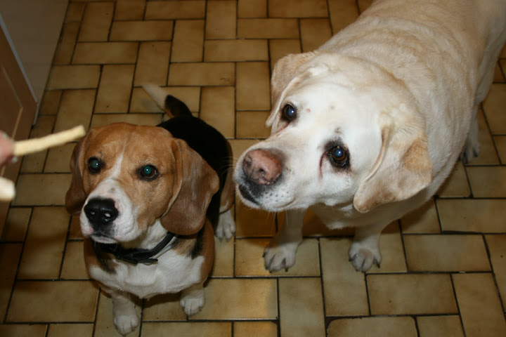 Recettes de friandises et petits gateaux pour chiens IMG_5158