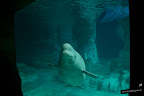 L'Oceanogr&agrave;fic de Valencia