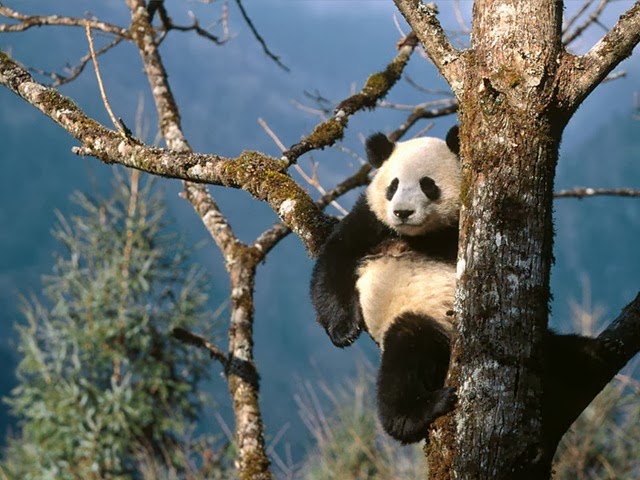 [Natural_Recliner_Giant_Panda4.jpg]