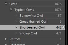 [SpeciesKeyword[3].jpg]