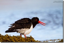 MJMW_AVIAN_1001499
