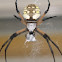 Garden Spider
