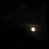 IMG_2698.jpg