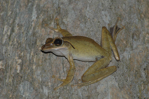 Rhacophorus+leucomystax