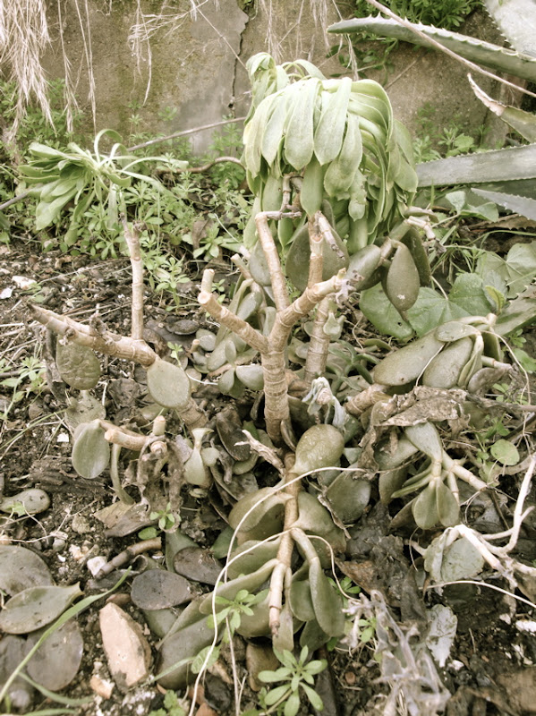 succulents2.jpg