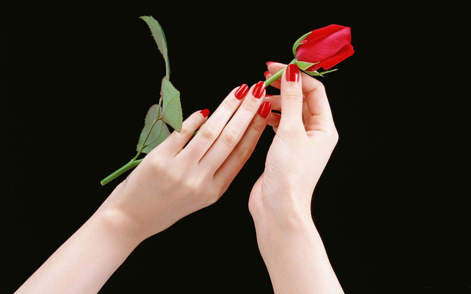 [Beauty-Of-Red-Rose.jpg]