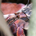 Caribbean Hermit Crab