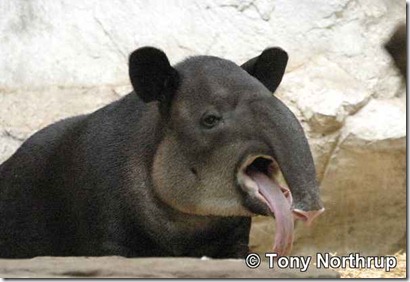 tapir (2)