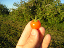 1st Tomato