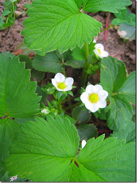 Strawberry Plant