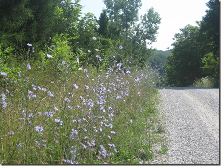 chicory along the roadside