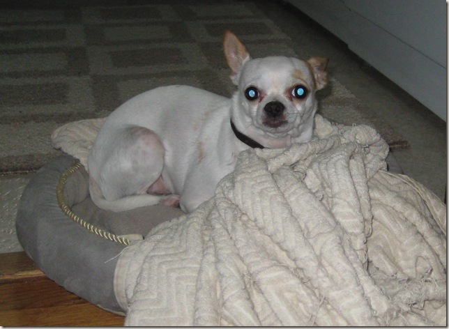 Whiskey in his dog bed