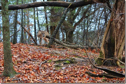 Deer getting ready to charge