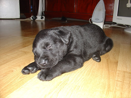 Puppy