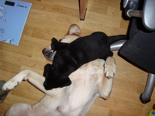 Puppy