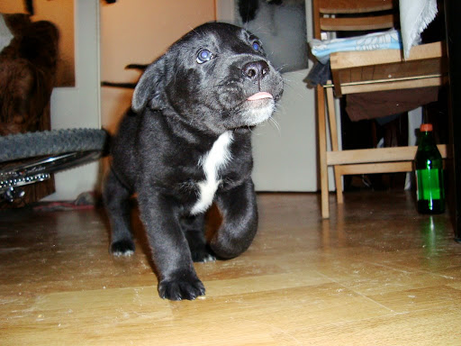 Puppy