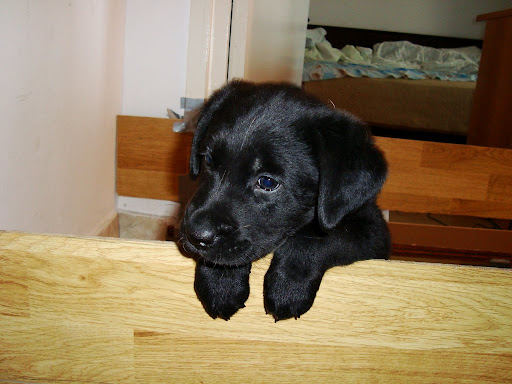 Puppy