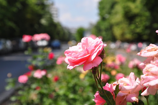 Rose