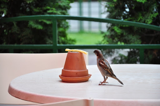 Bird