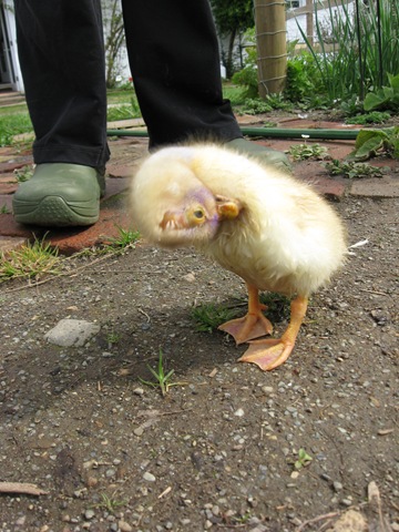 [ducklings 009[5].jpg]